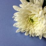 喪中と忌中の説明と喪中に神社に行ってもいいの?結婚式に招待されたら?