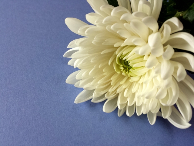 喪中のイメージの花菊