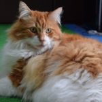 猫の寿命はいくつ?老化の始まりは?その症状と、そして最期の時の様子