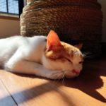 冬の猫の快適な温度と暖かい場所の作り方と留守番の時の暖房