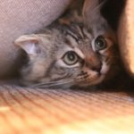 猫がストレスを感じている時のサインとその原因、対策ポイント