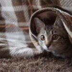 こたつが臭い | そのにおいの原因と掃除の方法や日頃のお手入れ方法
