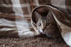 こたつが臭い | そのにおいの原因と掃除の方法や日頃のお手入れ方法
