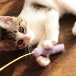 猫の驚くべき習性と生態。猫の不思議に迫る