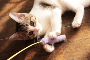 猫の驚くべき習性と生態。猫の不思議に迫る