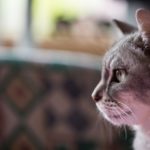 猫の口臭に隠れた病気のサイン