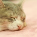 猫のペット保険選びで注意したい3つのポイント