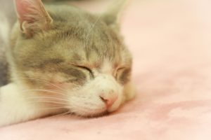 猫のペット保険選びで注意したい3つのポイント