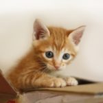 初めて猫を飼う人へ | 猫の飼い方と心構え。猫のための環境作ろう