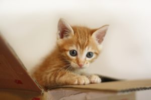 初めて猫を飼う人へ | 猫の飼い方と心構え。猫のための環境作ろう