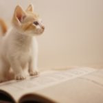 猫のしつけの大前提は“危険防止”猫のしつけのポイントとは