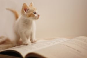 猫のしつけの大前提は“危険防止”猫のしつけのポイントとは