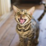猫の鳴き声に隠されたサイン。猫の気持ちをもっと知ろう!