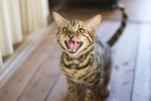 猫の鳴き声に隠されたサイン。猫の気持ちをもっと知ろう!