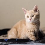 猫の仕草に隠された気持ちのサインとは