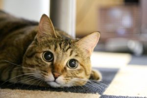 猫の抜け毛対策!綺麗に掃除する方法とは