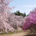 たけべの森公園へのアクセスと施設の案内、季節を感じ遊べる公園