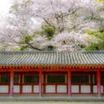 花見は京都府八幡市の石清水八幡宮の桜が凄い~穴場と駐車場も紹介
