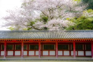花見は京都府八幡市の石清水八幡宮の桜が凄い~穴場と駐車場も紹介