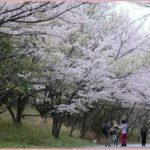 枚方市の花見をするなら山田池公園 | バーベキューをしながら桜を