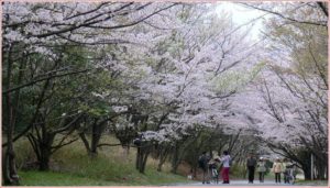 枚方市の花見をするなら山田池公園 | バーベキューをしながら桜を