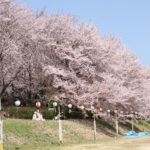 【岡山】旭川さくら道へのアクセス、絶景と四季折々の楽しみ