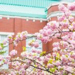 造幣局の桜の通り抜けの期間と開催時間、アクセスや見どころをご紹介