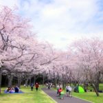 岡山県の桜の名所、おすすめの花見スポット8選