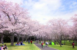 岡山県の桜の名所、おすすめの花見スポット8選