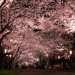 【岡山県】幻想的な桜をライトアップのもとで楽しめる場所6選