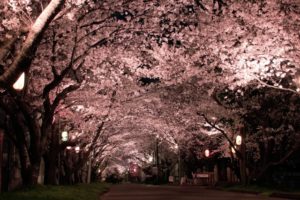 【岡山県】幻想的な桜をライトアップのもとで楽しめる場所6選