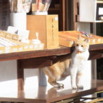 伊勢神社(岡山市北区番町)猫の宮司がいる神社とおすすめの雑貨カフェ