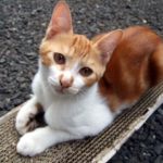 【体験談】我が家で13年間行った猫の爪とぎ対策4つと便利グッズ