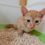 猫のオシッコはなぜ臭い？ニオイを消す方法とオシッコされない対策とは