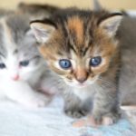 買う?里親になる?猫を迎える2つの方法と違いと猫の生涯飼育費用は?