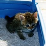 猫のトイレのしつけのやり方と快適なトイレ環境とおすすめトイレは?
