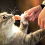 猫のおやつは1日何回?注意するポイントとおすすめのおやつ5選