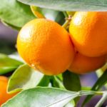 日本で多い温州みかんとは | みかんを食べるメリットとデメリット