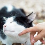 猫が喜ぶ撫で方や遊び方と猫用おもちゃで猫に好かれる飼い主になろう
