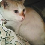 猫に隠れ家が必要な理由と隠れ家におすすめのアイテム5選