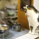 猫に人間の食べ物を与えても良いの？猫の盗み食いを防ぐ方法４選
