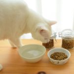 猫のエサの量は？回数は？猫の正しい餌のあげかたと便利グッズ３選
