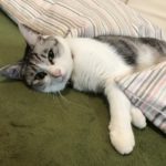 猫用ホットカーペットのおすすめはこれ!温度調整・制御、防水仕様