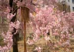 2019年 造幣局の桜の通り抜け(大阪)の駐車場と交通規制情報