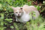 野良猫のふん尿の健康への影響と対策、なぜ同じ場所でする?猫の習性